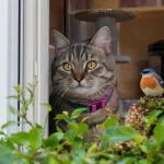 Chats et oiseaux : les solutions efficaces pour réduire la prédation, et pourquoi elles marchent