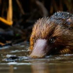Dans les poils de l’ornithorynque, une nouvelle bizarrerie confirme son lien inattendu avec les oiseaux