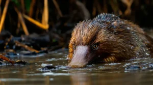 Dans les poils de l’ornithorynque, une nouvelle bizarrerie confirme son lien inattendu avec les oiseaux