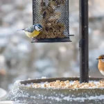 En décembre, ce petit aliment du placard que les jardiniers négligent peut vraiment sauver les oiseaux de leur jardin