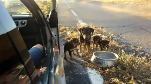 En voyant une chienne et ses 2 chiots au bord de la route, une automobiliste fait aussitôt demi-tour