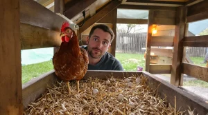 Fini les œufs au quotidien : cette erreur de printemps pousse vos poules à ne plus pondre