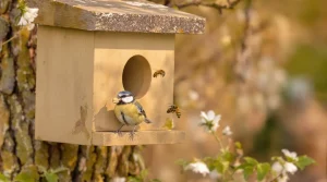 Frelon asiatique : cet oiseau du jardin protège vraiment vos abeilles, si vous l’attirez dès mars