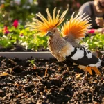 Huppe fasciée : si cet oiseau spectaculaire se pose chez vous, voici le signe très précis pour votre jardin