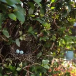 « Je pensais bien faire en taillant ma haie en mars » : l’erreur qui fait fuir les oiseaux nicheurs