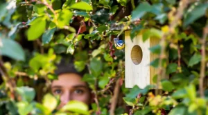 La LPO est formelle : l’astuce la plus efficace pour attirer les mésanges au jardin au printemps
