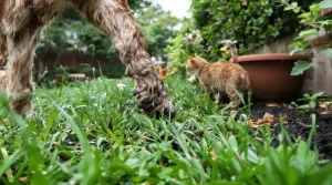 Les chiens et les chats transportent les vers plats envahissants d’un jardin à l’autre
