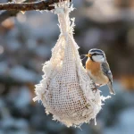 “Les oiseaux vont vous dire merci !” : ce DIY à faire en 10 secondes va leur être d’un précieux secours cet hiver