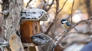 Les ornithologues le répètent : ce geste est crucial pour les oisillons, et voici pourquoi