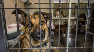 Messigny-et-Vantoux : ces animaux cherchent un foyer, et personne n’en parle