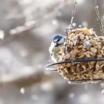 On parle souvent de nichoirs, mais rarement de cet aliment clé pour la survie des oiseaux en hiver