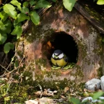 Oubliez le simple nichoir : sans cet aménagement, aucun oiseau ne viendra nicher chez vous