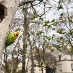 Perruches vertes : d'où viennent ces oiseaux exotiques qui ont colonisé Paris et toute l'Île-de-France ?