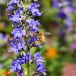 Si vous voulez vraiment aider les abeilles cette année, commencez par ces 5 fleurs à planter