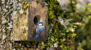 Voici comment attirer une mésange dans un nichoir au jardin dès le début du printemps, voici pourquoi