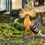 Vous avez aperçu cet oiseau orangé à crête au jardin : ce que sa présence rare révèle vraiment
