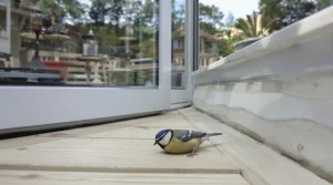 Vous trouvez une mésange blessée sur votre terrasse ? Ce réflexe la condamne en quelques secondes