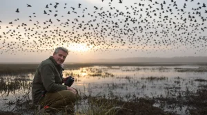 De la migration des oiseaux en baie de Somme à la vie en société : une réflexion sur l’écosystème
