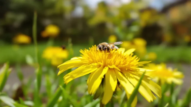 En avril, cette fleur jaune de pelouse nourrit le « creux de faim » des abeilles et papillons