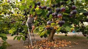 Frelon asiatique : cet arbre fruitier attire fortement les frelons au jardin, mieux vaut le savoir