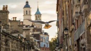 Rare en ville hier, désormais fréquent : cet oiseau majestueux s’installe hors des campagnes et offre un magnifique spectacle aux citadins