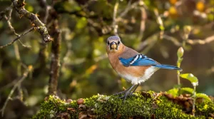 Si cet oiseau bruyant visite votre jardin, il révèle l’état de vos arbres et de la biodiversité